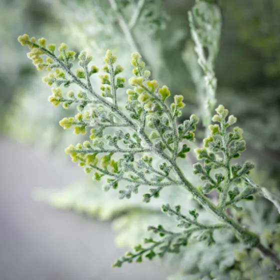 Frosted Draped Fern Stem-Kirkland's Home Discount
