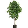 Glossy Leaf Ficus Tree In Black Nursery Planter-Kirkland's Home Cheap