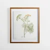 Golden Leaves Herbs Dill Framed Art Print-Kirkland's Home Flash Sale