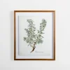 Golden Leaves Herbs Rosemary Framed Art Print-Kirkland's Home Discount