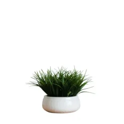 Grass Arrangement In White Ceramic Bowl-Kirkland's Home Hot