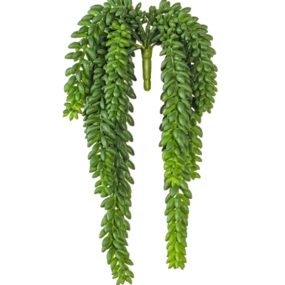 Green Donkey'S Tail Bush-Kirkland's Home Hot