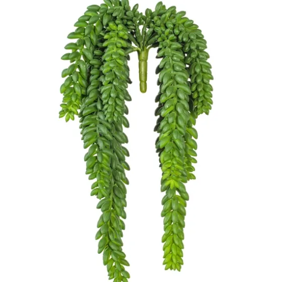 Green Donkey'S Tail Bush-Kirkland's Home Hot