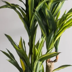 Green Dracaena Tree In Black Planter-Kirkland's Home Cheap