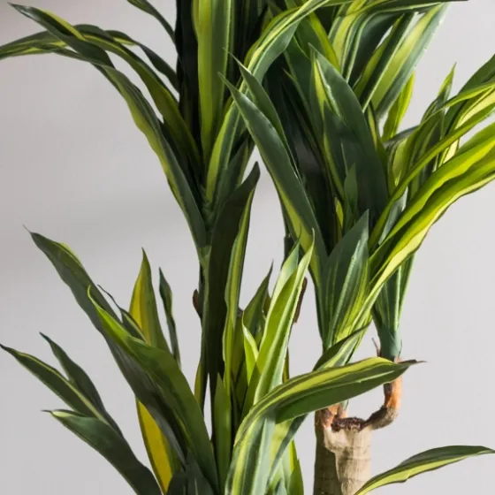 Green Dracaena Tree In Black Planter-Kirkland's Home Cheap