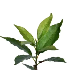 Green Nandina Tree In Black Planter-Kirkland's Home Cheap