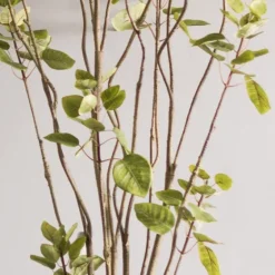 Green Potted Cotinus Coggygria Tree, 6 Ft.-Kirkland's Home Cheap