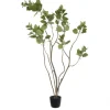 Green Potted Cotinus Coggygria Tree, 4 Ft.-Kirkland's Home Online