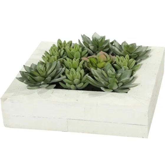 Green Succulents In White Rustic Planter-Kirkland's Home Flash Sale