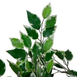 Green Variegated Leaf Ficus Tree-Kirkland's Home Outlet