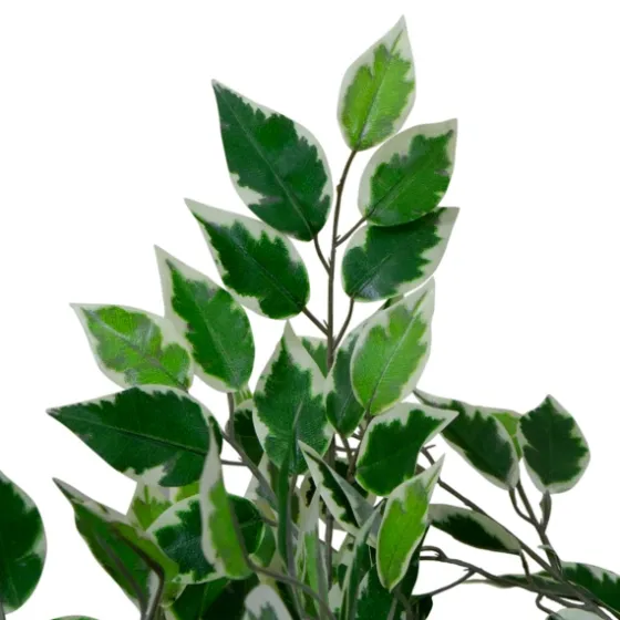 Green Variegated Leaf Ficus Tree-Kirkland's Home Outlet