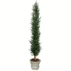 Large Cedar Tree In Mossy White Planter, 60 In.-Kirkland's Home Outlet