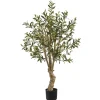 Mediterranean Olive Tree In Nursery Planter-Kirkland's Home Cheap