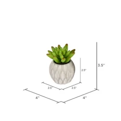 Mini Succulents In Ceramic Pots, Set Of 3-Kirkland's Home Cheap