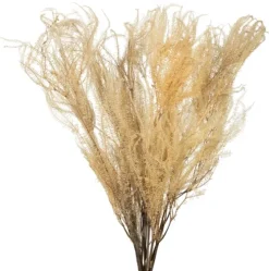 Natural Bleached Andares Fern Stems, Set Of 9-Kirkland's Home Online