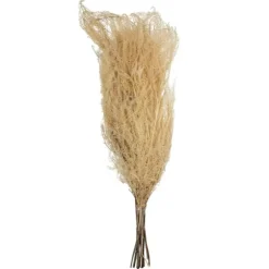 Natural Bleached Andares Fern Stems, Set Of 9-Kirkland's Home Online