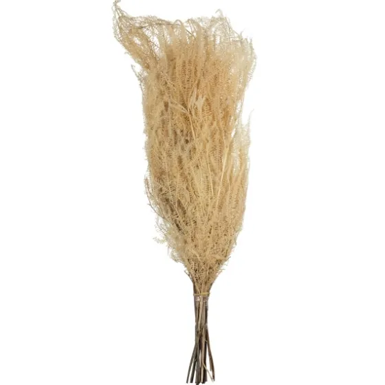 Natural Bleached Andares Fern Stems, Set Of 9-Kirkland's Home Online