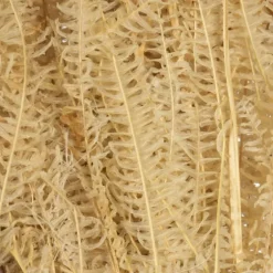 Natural Bleached Andares Fern Stems, Set Of 9-Kirkland's Home Online