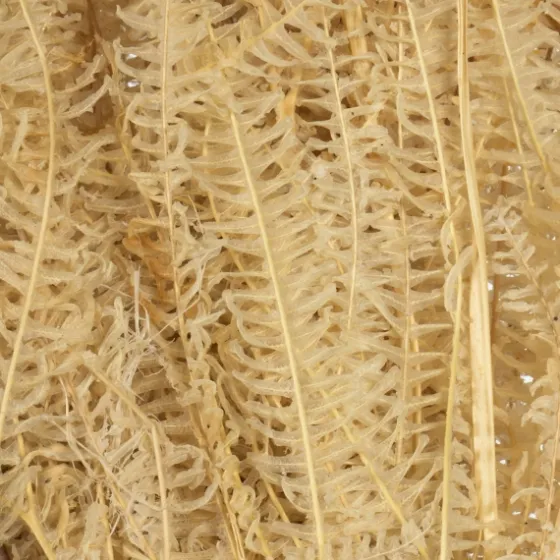 Natural Bleached Andares Fern Stems, Set Of 9-Kirkland's Home Online