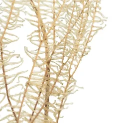 Natural Bleached Andares Fern Stems, Set Of 9-Kirkland's Home Online