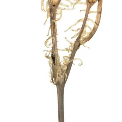 Natural Bleached Andares Fern Stems, Set Of 9-Kirkland's Home Online
