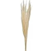 Natural Bleached Pampas Grass Stems, Set Of 6-Kirkland's Home Best Sale