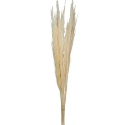 Natural Bleached Pampas Grass Stems, Set Of 6-Kirkland's Home Best Sale