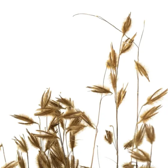 Natural Dried Princess Grass Bundles, Set Of 3-Kirkland's Home Sale
