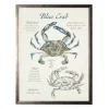 Nature Study Of A Blue Crab Framed Art Print-Kirkland's Home Flash Sale