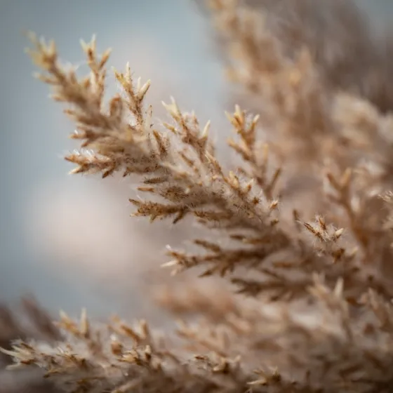 Neutral Pampas Grass Bundles, Set Of 2-Kirkland's Home Hot
