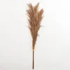 Nutmeg Pampas Grass Bundle-Kirkland's Home Best Sale