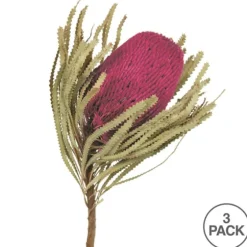 Orchid Dried Jumbo Banksia Stems, Set Of 3-Kirkland's Home Store