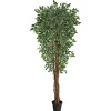 Outdoor Variegated Ficus Tree In Black Planter-Kirkland's Home Cheap