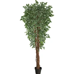 Outdoor Variegated Ficus Tree In Black Planter-Kirkland's Home Cheap