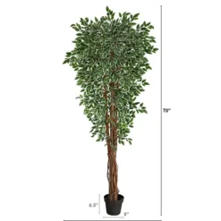 Outdoor Variegated Ficus Tree In Black Planter-Kirkland's Home Cheap
