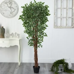 Outdoor Variegated Ficus Tree In Black Planter-Kirkland's Home Cheap