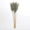 Pampas Bundle-Kirkland's Home Sale