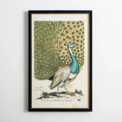 Peacock Framed Wall Art-Kirkland's Home Discount