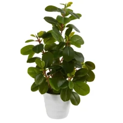Peperomia Arrangement In White Planter-Kirkland's Home Hot