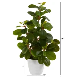 Peperomia Arrangement In White Planter-Kirkland's Home Hot