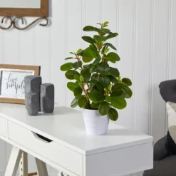 Peperomia Arrangement In White Planter-Kirkland's Home Hot