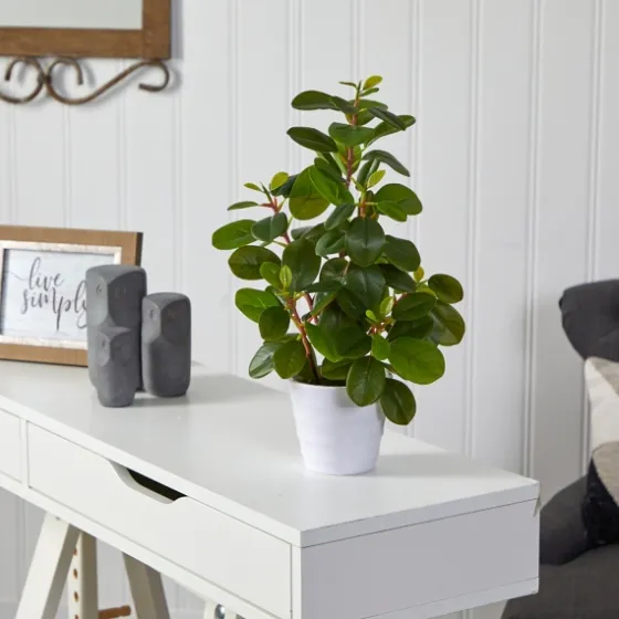 Peperomia Arrangement In White Planter-Kirkland's Home Hot