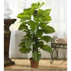Philodendron In Terra Cotta Planter, 4 Ft.-Kirkland's Home Sale