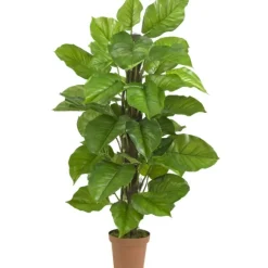 Philodendron In Terra Cotta Planter, 4 Ft.-Kirkland's Home Sale