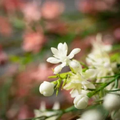 Pink And White Wax Flower Bundles, Set Of 2-Kirkland's Home Sale