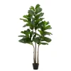 Potted English Banjo Fig Tree-Kirkland's Home Cheap