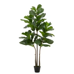 Potted English Banjo Fig Tree-Kirkland's Home Cheap