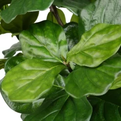 Potted Fiddle Leaf Fig Tree, 8 Ft.-Kirkland's Home Flash Sale