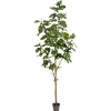 Potted Fig Tree, 7 Ft.-Kirkland's Home Online