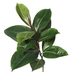 Potted Green Rubber Tree, 5 Ft.-Kirkland's Home Shop